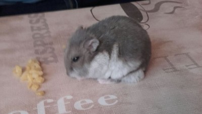 hamster.jpg