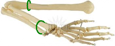 paze.png