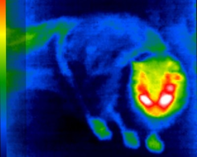 img_thermal_1612714098179.jpg
