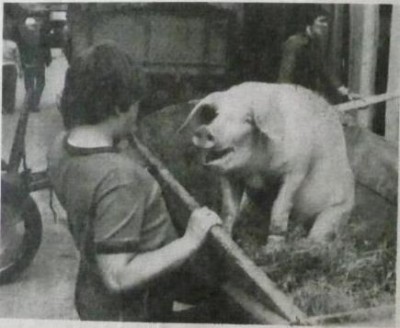 piggy cut.jpg