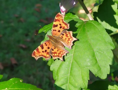 motyl.jpg