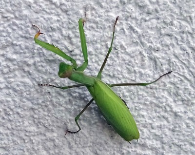 kudlanka