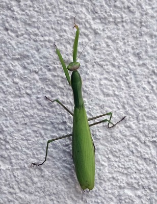 kudlanka