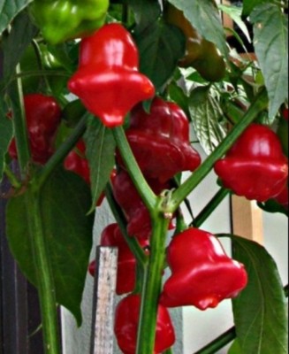 Screenshot_20211007-124636_Google.jpg