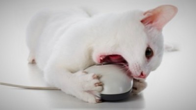 a myš.jpg